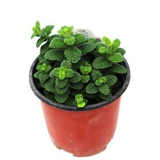 레몬타임허브화분