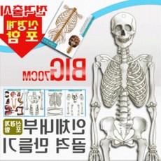 수문사인체와구조pdf