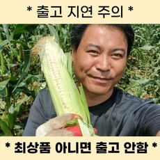 [품질보증제] 괴산 대학찰옥수수 당일수확, 1박스, 60개