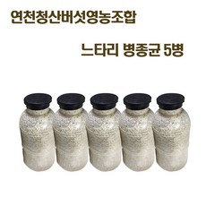 흑색느타리 칡 느타리버섯 종균 재배 버섯 키우기