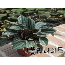 관엽식물 구근 나폴리나이트페페 모종 4묶음 (L0120), 4개