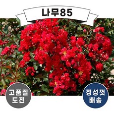 배롱나무다이너마이트