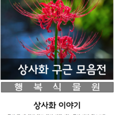 행복식물원 꽃무릇(석산)상사화구근