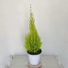 추천5율마키우는법