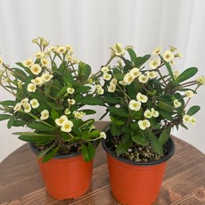 꽃기린 화이트 1+1 온정원 공기정화식물
