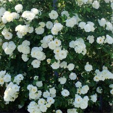 섬머스노우장미