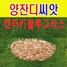 캔터키블루