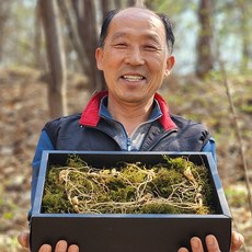 산에서만 자란 진짜 산양삼(5~6년산), 강원도 산양산삼(일반포장) 3뿌리, 1개, 500g