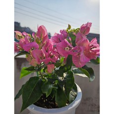 부겐베리아 TOP01