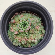 백두산 바위솔