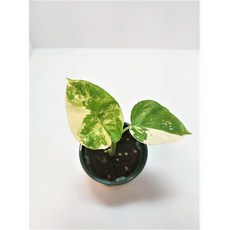 알로카시아마크로리자