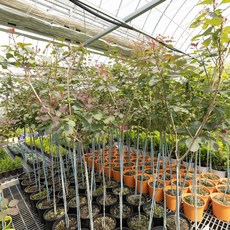 [산림조합] 자엽안개나무 더스키메이든 H0.8~1.2, 1개