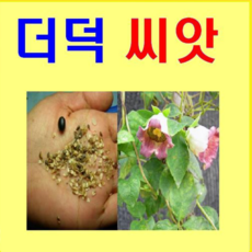 (O소망)더덕씨앗 10g(종자용)