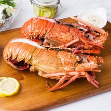 스파이니랍스터