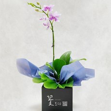 호접란 유니비바체 외대 서양란 승진 개업 집들이 축하꽃선물 생화 농장직배송 공기정화식물 미니호접란, 1개