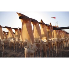 해선생반건조오징어