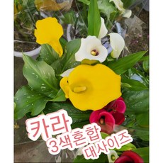 카라 3색혼합-대/카라꽃 꽃말은 순수 천년의 사랑
