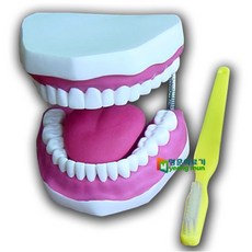 구강교육치아모형대형