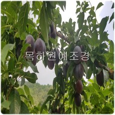 목하원예조경 자두나무 바이오체리나무 묘목(접1년특묘), 1개