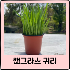 [가든테라스] 바로먹이는 캣그라스 귀리 새싹 고양이풀, 1개