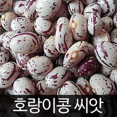 강낭콩모종 아이들 학습재료 관찰용 시험용 강낭콩 키우기 포트묘 1주