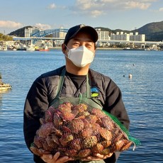 통영 산지직송 신선한 홍가리비, 1박스, 홍가리비 8kg