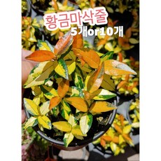 황금마삭줄