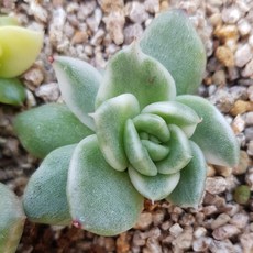 해빛다육 다육식물 다육이 국민다육 환엽에보니금