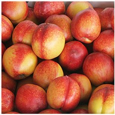 대한농산 2021년 첫출하 햇 천도복숭아 2kg내외/실중량, 1box, 2kg내외(40과내외)