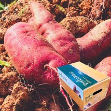 익산고구마