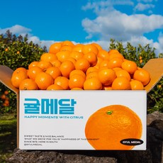 당도 선별 타이벡 제주 감귤 노지 감귤 산지직송, 타이벡 감귤 (2S) 5kg, 1개