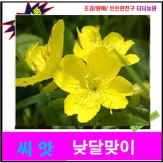 낮달맞이 Yella Fella 옐로(약 40 립)