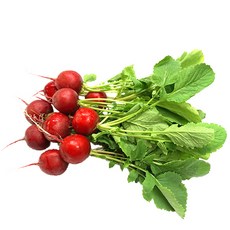 (신선) 래디쉬 래디시 Red radish 적환 300g 국내산
