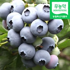 생블루베리1kg