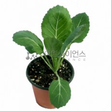 아임사이언스 배추흰나비애벌레먹이(케일모종), 중