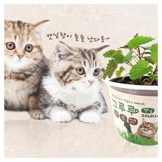 고양이귀리세트 반려묘귀리재배 국산귀리씨앗, 귀리, 1개