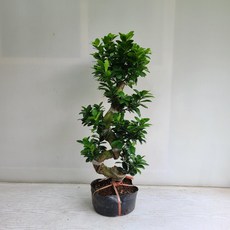 19b92f69dd380120732ce386dd9449c97bb7359c9ae8ead265e83c878ab0.jpg