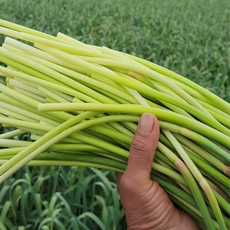 [소량판매] 50년원조품종 국산 생 마늘쫑, 1박스, 1kg