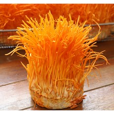 큐롤황금초 생동충하초 180g 3통, 3개, 180