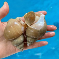 구룡포 산지직송 생물 백고동 백골뱅이, 1박스, 중 1kg(20-30미 내외)