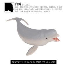 귀욤흰고래