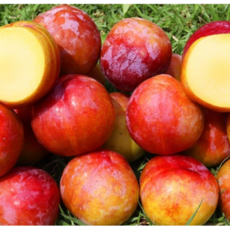 후무사자두-추천-상품