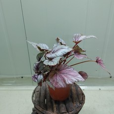 이케아렉스베고니아