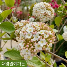 유럽분꽃나무 다간형 외목대 향기꽃 정원수 봄꽃, 다간형 흙분 (키80cm내외), 1개