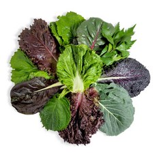 [충청농산]당일경매 모듬쌈채소 500g(7~8종류), 1개