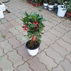 7900 천냥금 중품 20~50cm