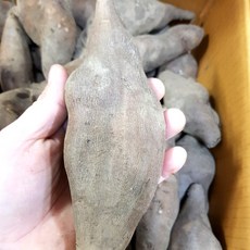 햇 국내산 야콘 프리미엄급 최상급 생 야콘 야생 야콘 혈당 조절에 좋은 식품, 1개, 4kg