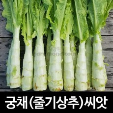 줄기상추