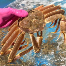 러시아 박달대게 3kg 자숙 찜 대게 수율보장 속이 꽉 찬 A급 제철 대게, 1세트