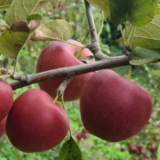 일심묘목농원 사과나무 루비에스 3년생 결실주 분묘, 루비에스R2점이상 분묘(3년생 결실주), 1개